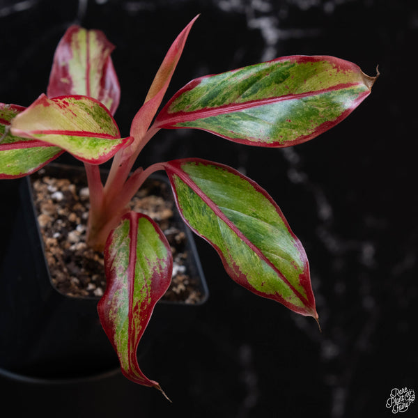 Aglaonema 'Siam Aurora' variegated (wk3-A)