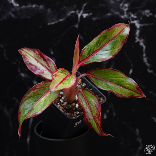 Aglaonema 'Siam Aurora' variegated (wk3-A)