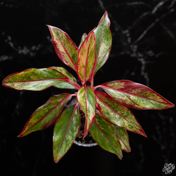 Aglaonema 'Siam Aurora' variegated (wk4-A)