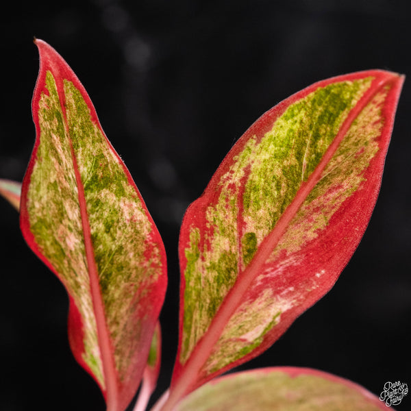 Aglaonema 'Siam Aurora' variegated (wk4-A)