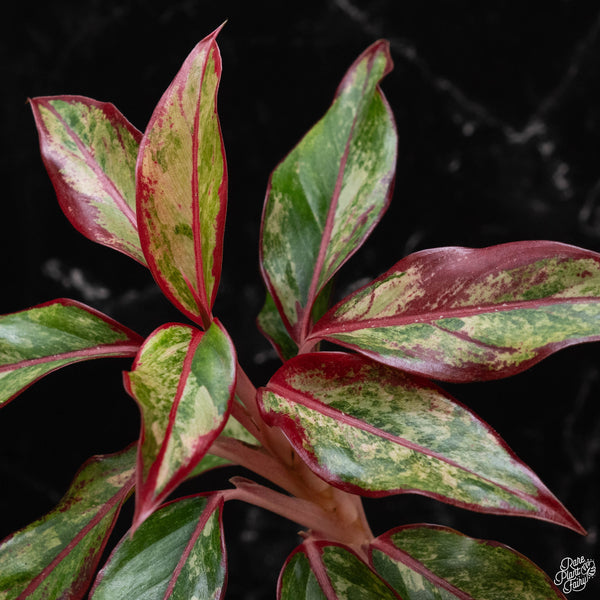 Aglaonema 'Siam Aurora' variegated (wk4-A)