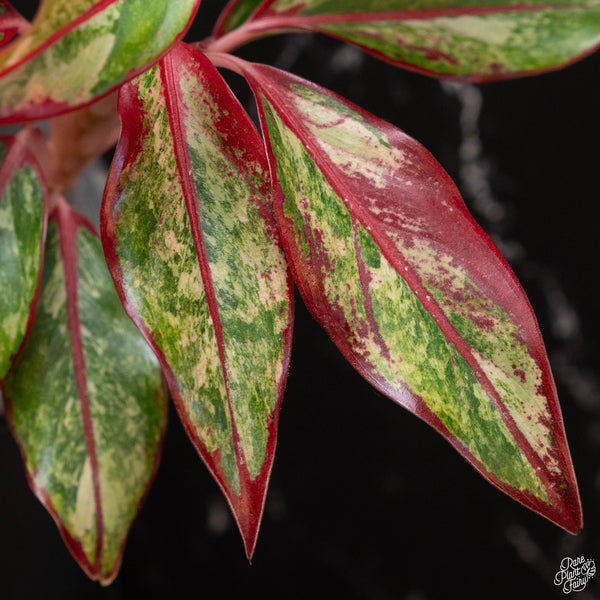 Aglaonema 'Siam Aurora' variegated (wk4-A)