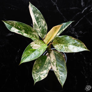 Aglaonema Siam Jade Variegated free Phytosanitary outlet Certificate