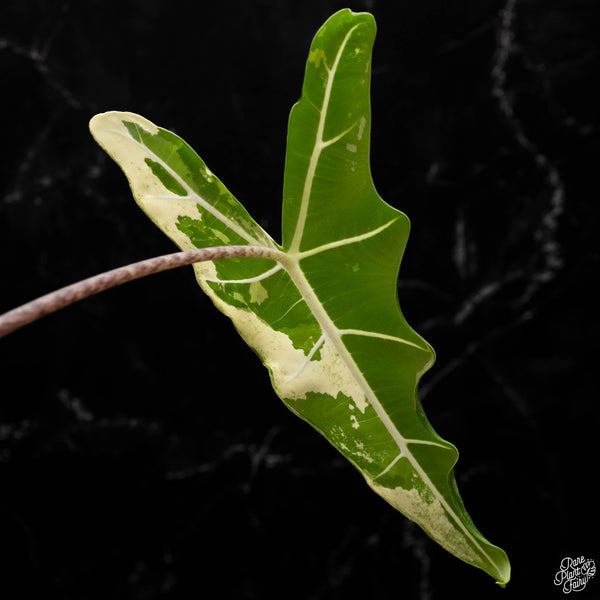 Alocasia sarian albo variegated (A50)