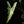 Load image into Gallery viewer, Alocasia sarian albo variegated (A50)
