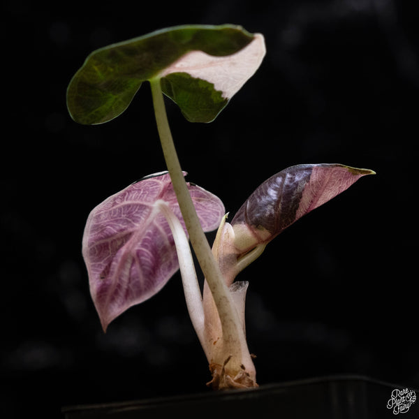 Alocasia 'Balloon Heart' pink variegated (A51)