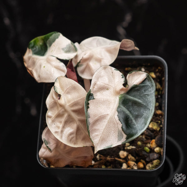 Alocasia 'Balloon Heart' pink variegated (A46)