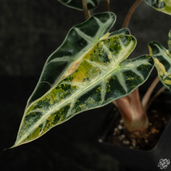 Alocasia 'Bambino' aurea variegated (wk4-A) *Corming Size*