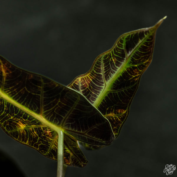 Alocasia 'Bambino' aurea variegated (wk4-A) *Corming Size*