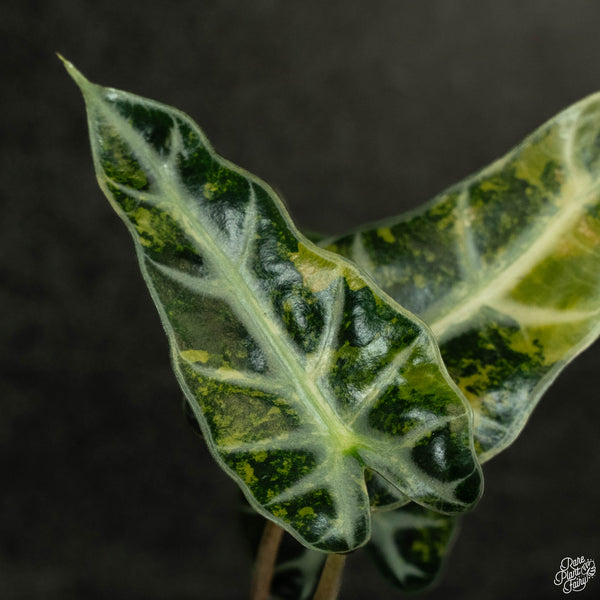 Alocasia 'Bambino' aurea variegated (wk4-A) *Corming Size*