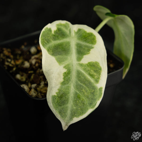 Alocasia 'Black Velvet Ninja' albo variegated (wk4-C)