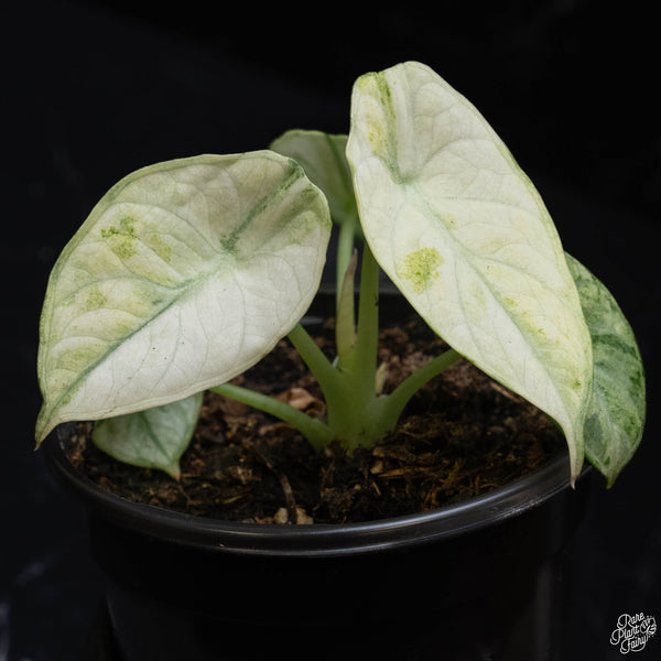 Alocasia 'Black Velvet Ninja' albo variegated (E51)