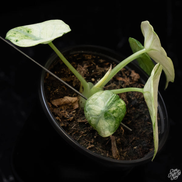 Alocasia 'Black Velvet Ninja' albo variegated (E51)