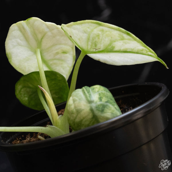 Alocasia 'Black Velvet Ninja' albo variegated (E51)