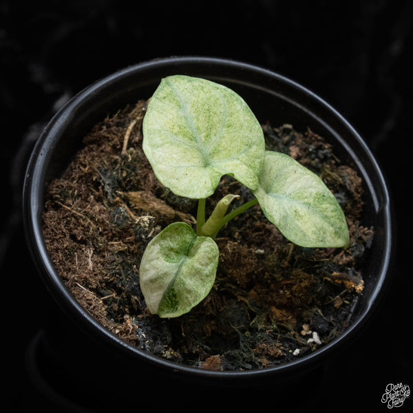 Alocasia 'Black Velvet Ninja' splash variegated (wk2-E)