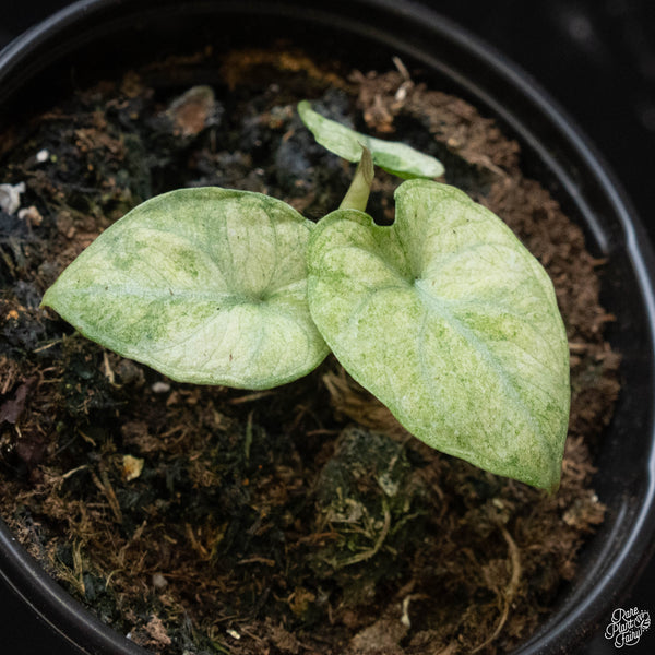 Alocasia 'Black Velvet Ninja' splash variegated (wk2-E)