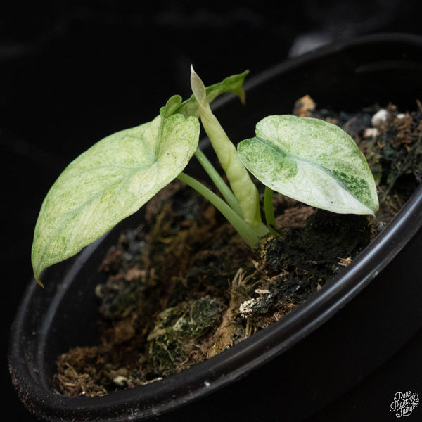 Alocasia 'Black Velvet Ninja' splash variegated (wk2-E)