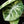 Load image into Gallery viewer, Alocasia &#39;Black Velvet Ninja&#39; albo variegated (D51)
