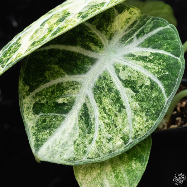 Alocasia 'Black Velvet Ninja' albo variegated (D51)