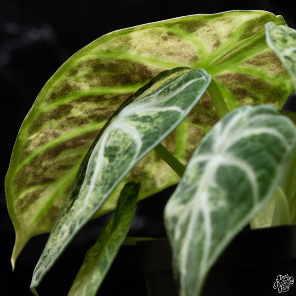 Alocasia 'Black Velvet Ninja' albo variegated (D51)