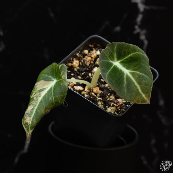 Alocasia 'Black Velvet' Aurea Gold Variegated (1D)