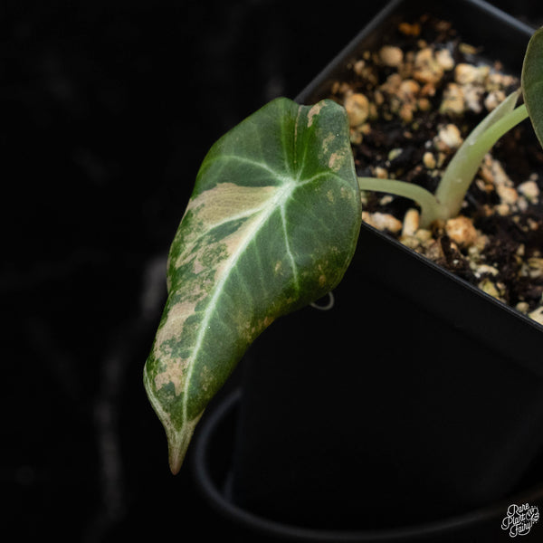 Alocasia 'Black Velvet' Aurea Gold Variegated (1D)