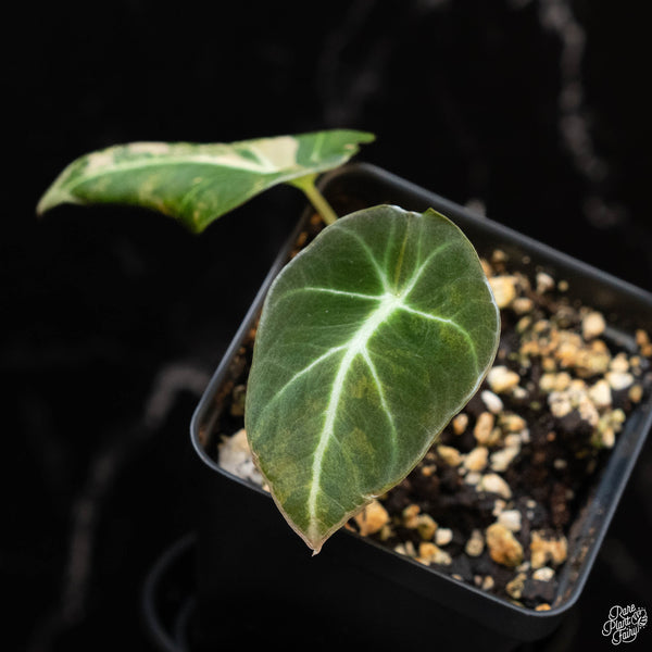 Alocasia 'Black Velvet' Aurea Gold Variegated (1D)