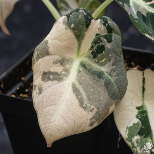 Alocasia 'Black Velvet' pink variegated (F51)