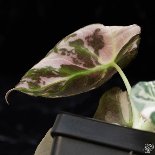 Alocasia 'Black Velvet' pink variegated (F51)