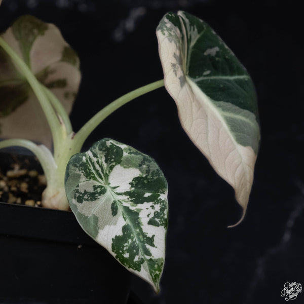 Alocasia 'Black Velvet' pink variegated (F51)