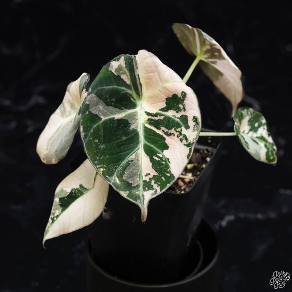 Alocasia 'Black Velvet' pink variegated (F51)