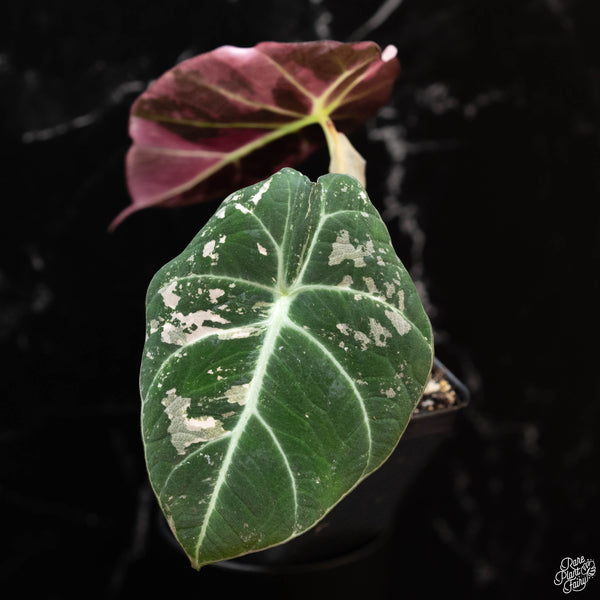 Alocasia 'Black Velvet' pink variegated (1A)