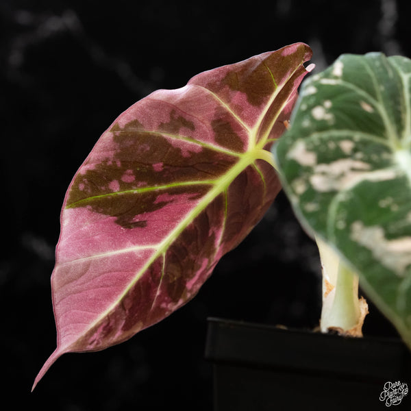 Alocasia 'Black Velvet' pink variegated (1A)