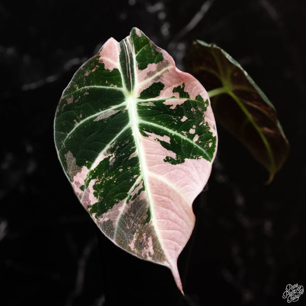 Alocasia 'Black Velvet' pink variegated (1A)