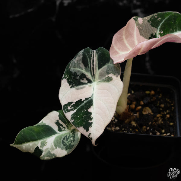 Alocasia 'Black Velvet' pink variegated (1B)