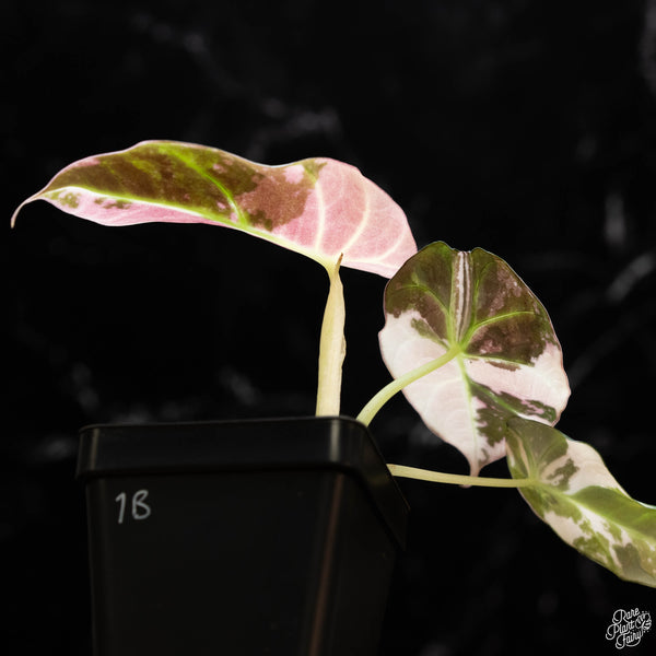 Alocasia 'Black Velvet' pink variegated (1B)