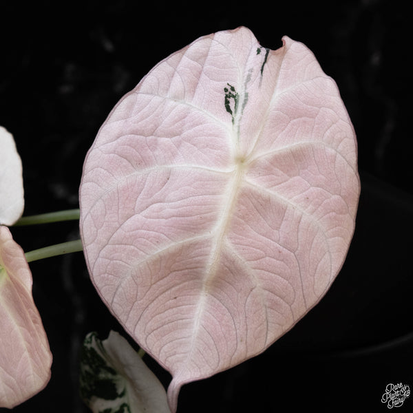 Alocasia 'Black Velvet' pink variegated (1C)