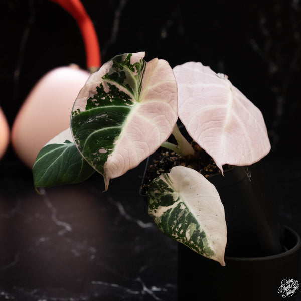 Alocasia 'Black Velvet' pink variegated (1C)