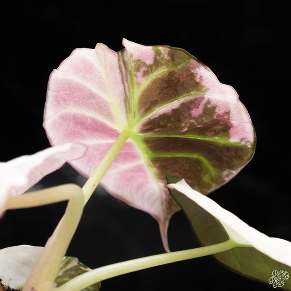 Alocasia 'Black Velvet' pink variegated (1C)