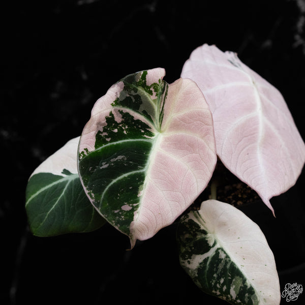 Alocasia 'Black Velvet' pink variegated (1C)