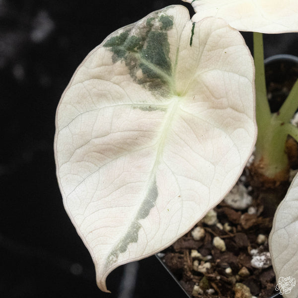 Alocasia 'Black Velvet' pink variegated (wk2-D)