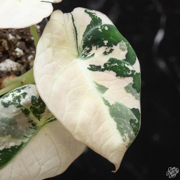 Alocasia 'Black Velvet' pink variegated (wk2-D)