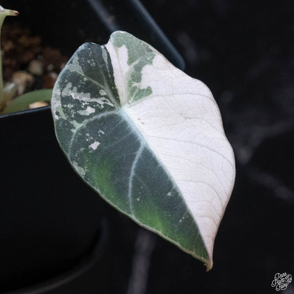 Alocasia 'Black Velvet' pink variegated (wk3-A)