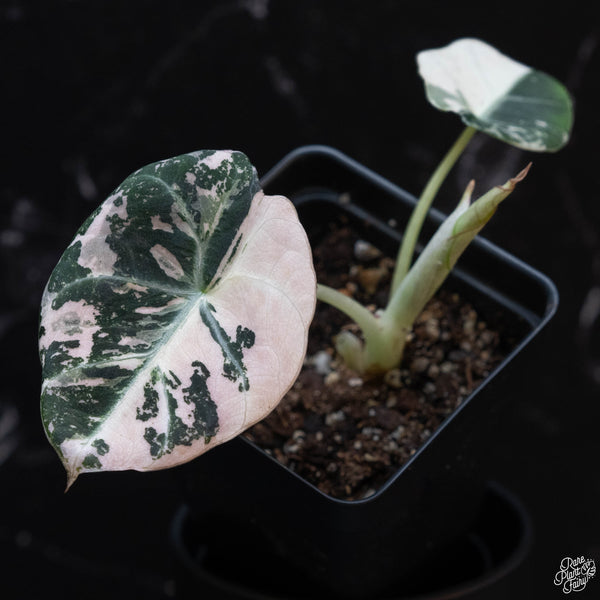 Alocasia 'Black Velvet' pink variegated (wk3-A)