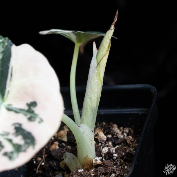 Alocasia 'Black Velvet' pink variegated (wk3-A)