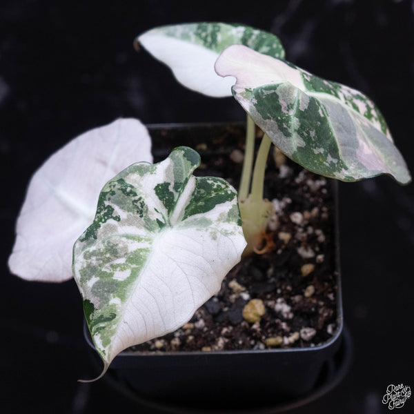 Alocasia 'Black Velvet' pink variegated (wk3-B)