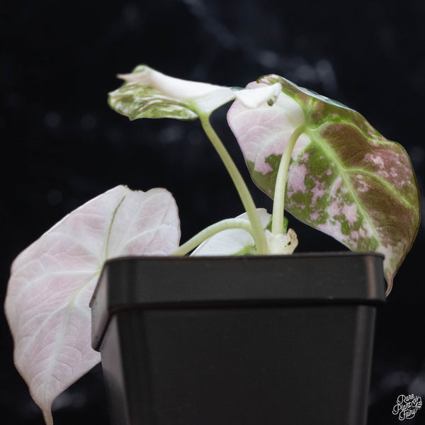 Alocasia 'Black Velvet' pink variegated (wk3-B)