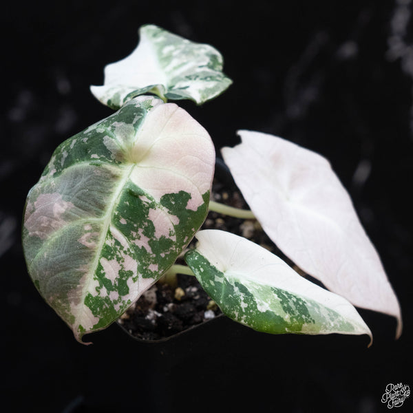 Alocasia 'Black Velvet' pink variegated (wk3-B)