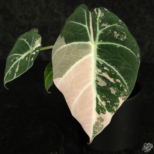 Alocasia 'Black Velvet' pink variegated (wk4-A)