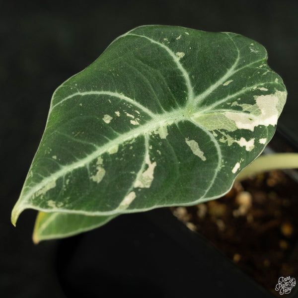 Alocasia 'Black Velvet' pink variegated (wk4-A)